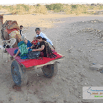 Camel Cart Ride