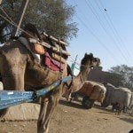 Camels in Bikaner