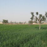 Green Fields in Rajasthan