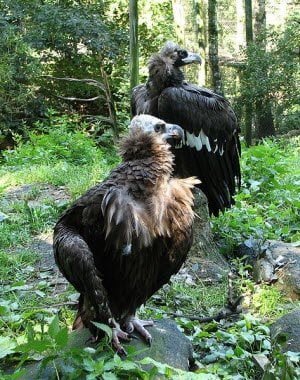 Save Vultures by making Vulture Safe Zones