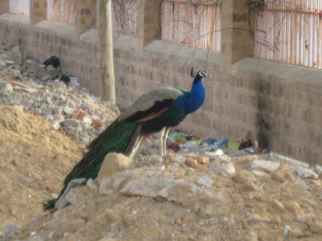 Peacock near Do Jati Temple
