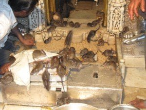 Rats in Karni Temple