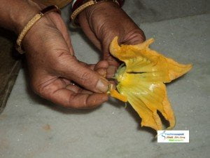 Remove the pistle from Pumpkin Flower