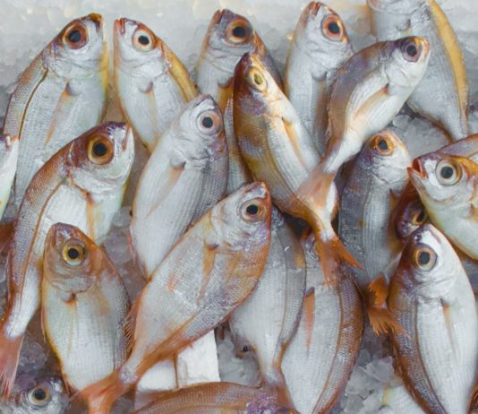 tips to buy good fish