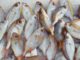 tips to buy good fish