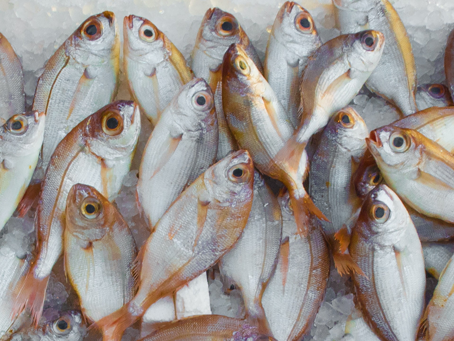 best-tips-on-how-to-buy-good-fish-from-the-market